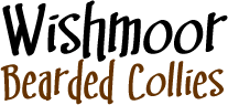 Wishmoor Bearded Collies
